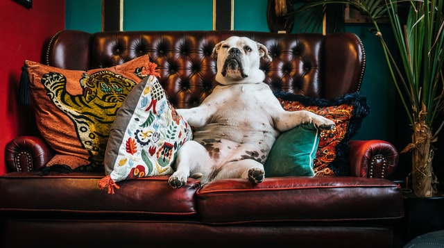 A dog sat like a human on a leather couch