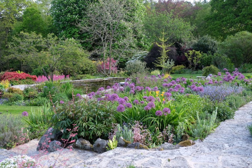 A mature garden with purple flowering shrubs