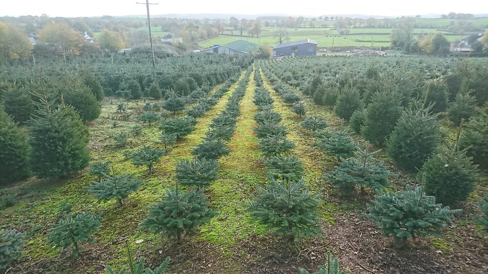 Christmas trees growing in rows