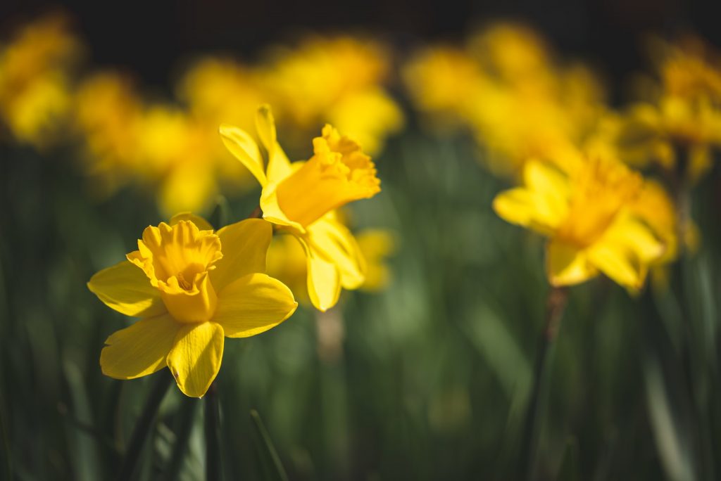 Daffodils in shallow focus