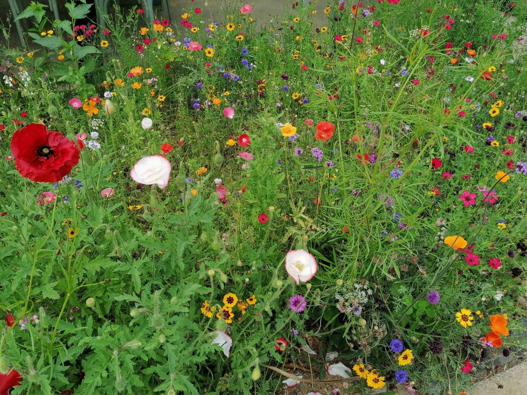 A wild patch of poppies and wild flowers