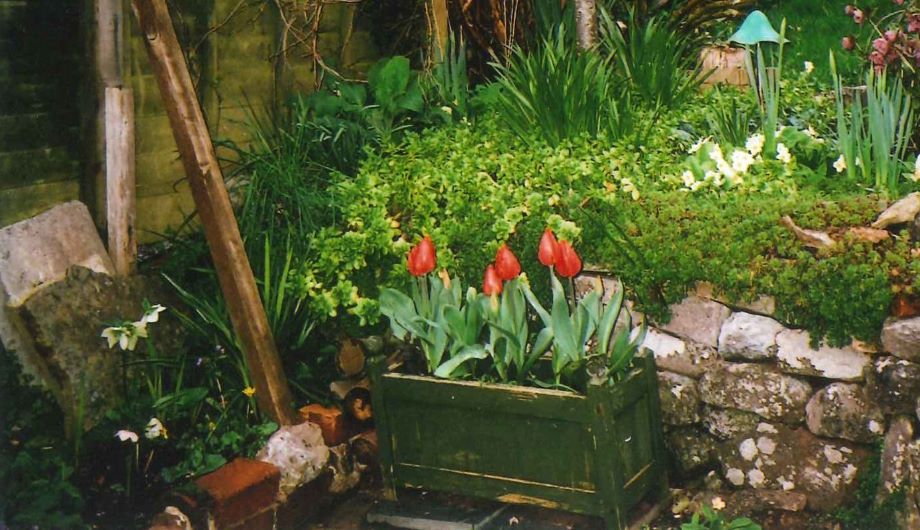 Open Garden – Rose Cottage, Thorverton