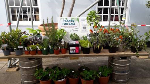 An outdoor plant sale