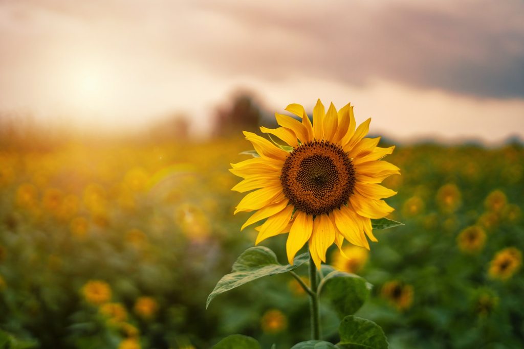 A sunflower and field of sunflowers