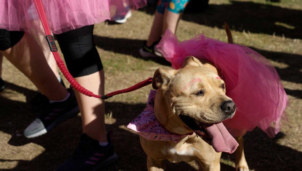 A dog with pink eyebrows and a pink tutu
